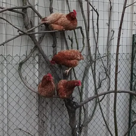 Le Logis De Lange Les Aigrettes *