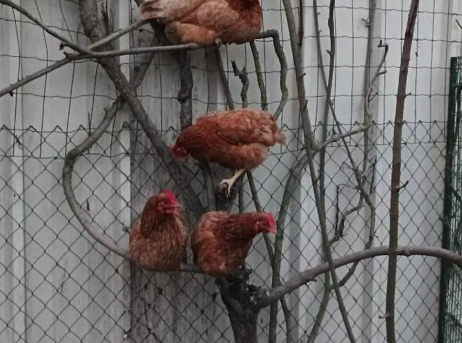 Le Logis De Lange Les Aigrettes *